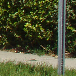 Olympus C 50