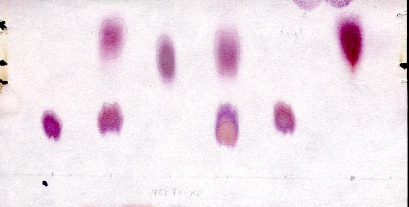 Chromatographie de verveine, sur papier